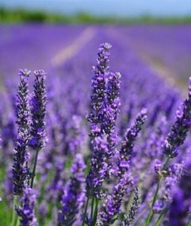 O Movimento do Presentear